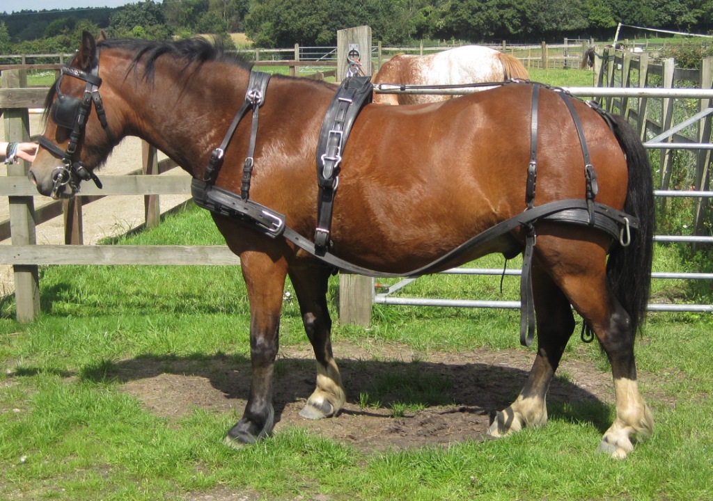 Harness picture