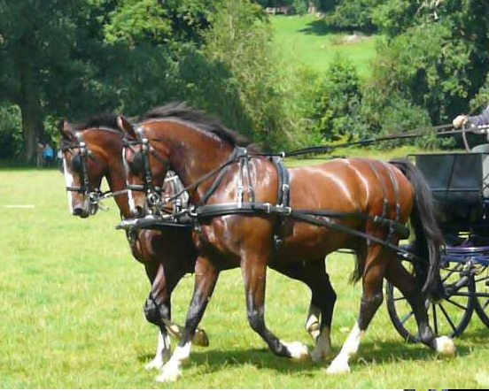Horse pair