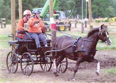 stolen pony marathon carriage