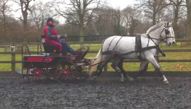 Lipizzaners