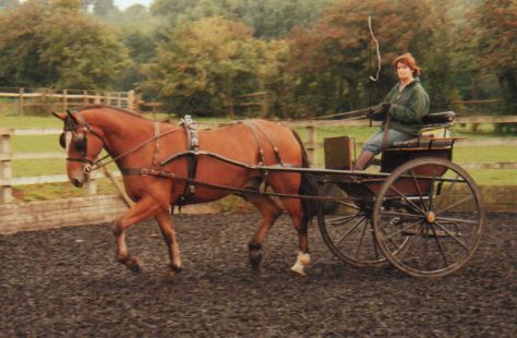 Spencer 16.1h ride/drive 6yo