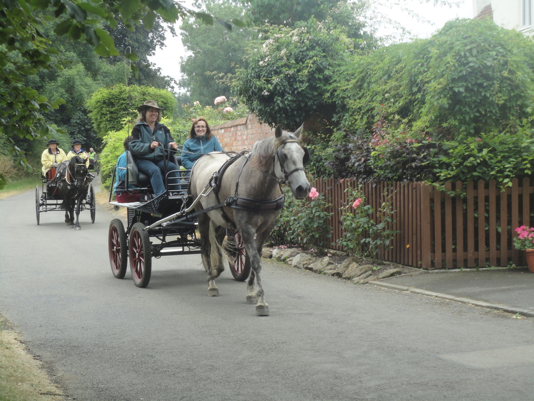 driving in a snaffle