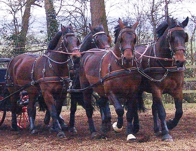 Van der Wiel Combination Team Harness