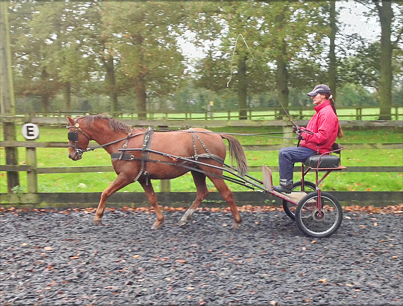 For sale liver chestnut pony