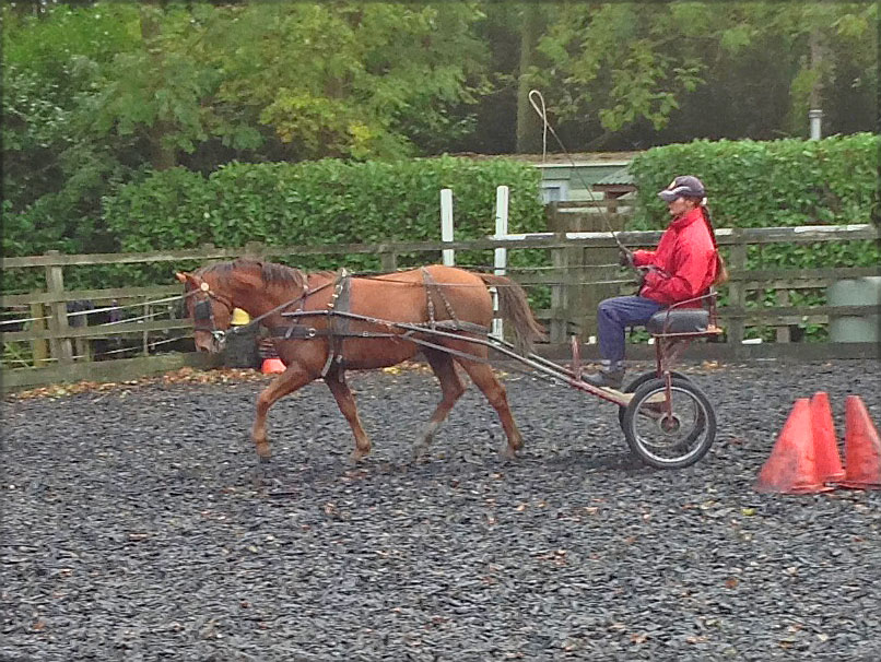 For sale British Riding Pony