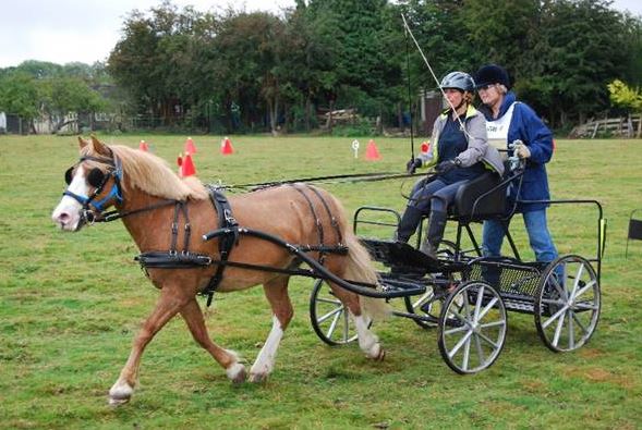 Fenix Flyer to suit 12.2hh