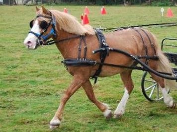 Equifor harness to suit 12.2hh
