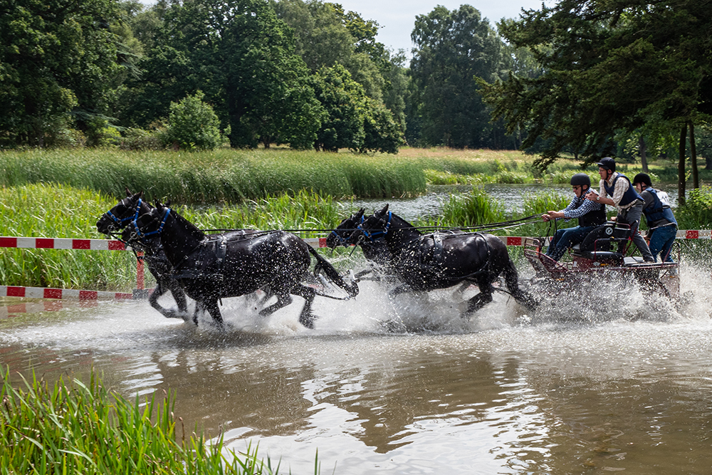 Fell pony pair 