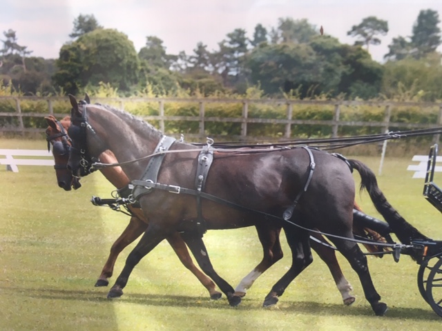 harness 3
